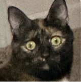 Tamperswitch